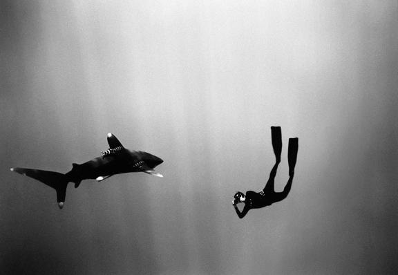 Scott Campbell in the ocean photographing a shark.