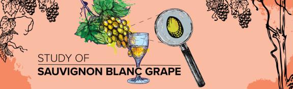 Study of Sauvignon Blanc Grape