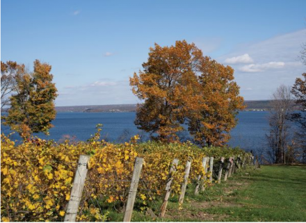 Explore wine from the Finger Lakes Region of New York State on March 17 from 6 to 8 p.m.